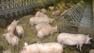 Pesta porcină face ravagii în țară. 300 de localități din 16 județe, afectate