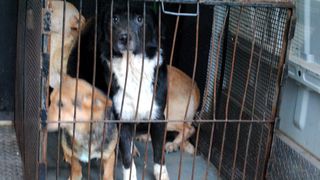 Administratorul adăpostului în care au fost găsite cadavrele a zeci de câini, eliberat după doar 24 de ore