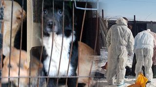 Traficul de c&acirc;ini, o afacere de sute de mii de euro pe an! Rom&acirc;nia a ajuns &icirc;n atenția organizațiilor internaționale