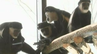 Maimuțele au casa lor, la Brașov! Grădina Zoologică a venit cu surprize mari pentru vizitatori