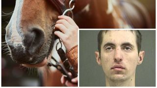 A pus o găleată &icirc;n spatele calului, s-a suit pe ea și... Ce a pățit după ce a aflat stăp&acirc;nul animalului ce s-a &icirc;nt&acirc;mplat!