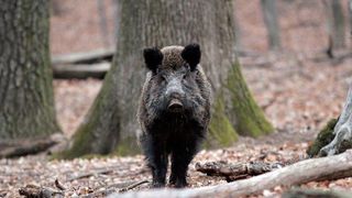 V&acirc;nător &icirc;n stare gravă, după ce a fost atacat de mai mulți mistreți