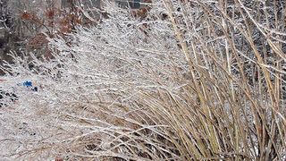 O femeie din București a fost rănită grav după ce un copac s-a prăbușit peste ea