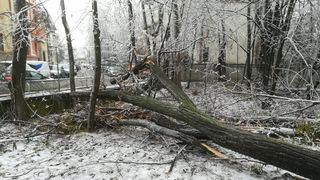 Grădina Botanică din București, decimată de ploaia &icirc;nghețată! Zeci de arbori seculari dobor&acirc;ți la păm&acirc;nt! &Icirc;n ciuda pericolului &icirc;ncă prezent accesul vizitatorilor nu a fost restricționat!