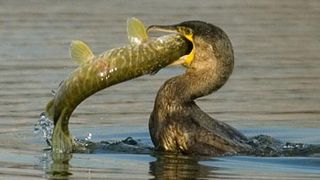 Supărați pe cormorani. Agricultorii spun că au pierderi uriașe din cauza păsărilor