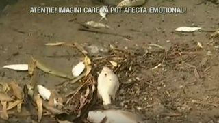 Vremea la extreme, &icirc;n lume! Fenomene meteo periculoase pentru viețuitoare. Animalele nu mai au putere să bea apă