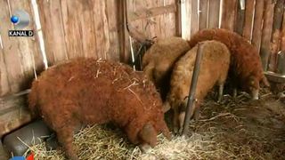  Programul "Mangalita" nu mai da roade! Porcii gratis nu aduc profit