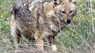 Caz ieșit din comun la Caraorman, Delta Dunării. Șacalii dezgroapă morții din cimitir