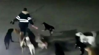 Momentul terifiant în care o Margarita a fost atacată și ucisă de o haită de câini! Totul a fost surprins pe camere