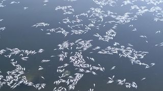 Peisaj apocaliptic l&acirc;ngă București! Sute de pești morți plutesc pe lacurile din jurul Capitalei