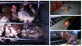 IMAGINI ȘOCANTE! Aveți grijă ce fel de ouă cumpărați de la magazin! E teribil &icirc;n ce condiții sunt crescute păsările &icirc;n Rom&acirc;nia!