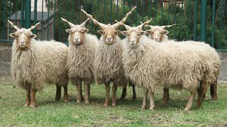 Un fermier din Timis a ajuns renumit dupa ce a inceput sa creasca oi cu coarne de tirbuson!