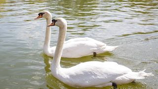 Lectii de biologie pe malul lacului cu lebede. De asta au avut parte elevii unei scoli dintr-o localitate din Buzau!