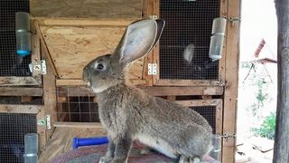 Un barbat din Buzau a pus pe picioare o afacere infloritoare cu iepuri uriasi!