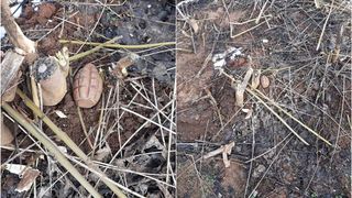 Descoperire neașteptată într-un cimitir din Giurgiu 