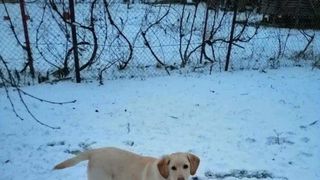 Trei indivizi sunt cautati de politie, dupa ce au furat cainele unei familii din Mures!