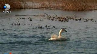 O colonie de lebede si-a petrecut iarna pe un lac din Vrancea
