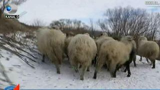 Rom&acirc;nia a reluat exporturile de ovine &icirc;n Orientul Mijlociu