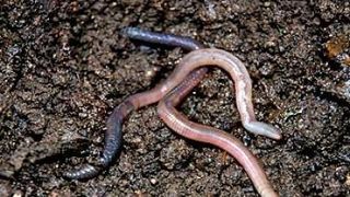 Afacere unică &icirc;n Rom&acirc;nia. Un rom&acirc;n deține o fermă de r&acirc;me