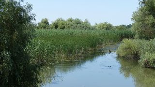 Radarul Deltei Dunării, aplicația prin care putem stopa abuzurile din rezervație