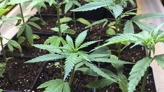 Cannabis medicinal pentru bolnavii cu diagnostice crunte