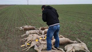 Zeci de cadavre descoperite pe un c&acirc;mp din Arad! "Asistăm la un masacru!"