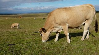 Vacile Aubrac, noua senzatie in randul crescatorilor romani de animale! Au dat vacile de lapte pe cele de carne