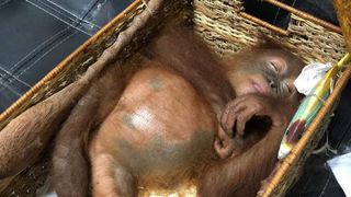 Rus prins în timp ce transporta ilegal un urangutan 