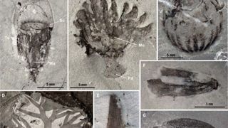 Descoperire importantă &icirc;n China. Oamenii de știință au fost uluiți 