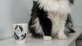 Iubirescu și Pufulescu sunt cei mai celebri motani din Romania! Vezi cum au ajuns atat de SPECIALI!