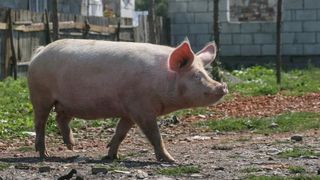 Crești porci în gospodărie? Ministrul Daea a făcut anunțul care te afectează direct! Vezi cât trebuie să plătești Statului ca să mai crești animale în propria curte!