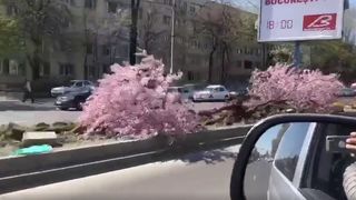 Copaci &icirc;nfloriți scoși din rădăcini &icirc;n București! Așa ceva mai rar...