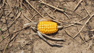 Agricultorii din Romania sunt DISTRUSI! Urmeaza o seceta extrema ce le ameninta culturile