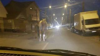 Șoc pentru buzoieni. Peste ce au dat șoferii în trafic