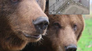 Doi copii au fost filmați în timp ce se joacă lângă o ursoaică înfometată! Au fost salvați de vecini de la o adevărată tragedie