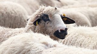 VIDEO | Ciobanii din Rom&acirc;nia sunt foc și pară pe Viorica Dăncilă! "Din cauza ei nu mai vindem oile străinilor"