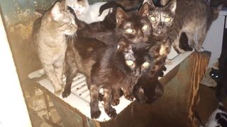 VIDEO | 41 de pisici, tinute captive într-un apartament din Capitală! Erau la limita supraviețuirii