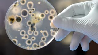 Infecția misterioasă și molipsitoare care se răsp&acirc;ndește la nivel mondial