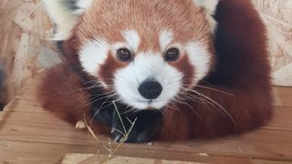 Fă cunoștință cu Peggy, o femelă de panda roșu extrem de simpatică! Ești curios să o vezi? Uite la ce Zoo din țară a ajuns!