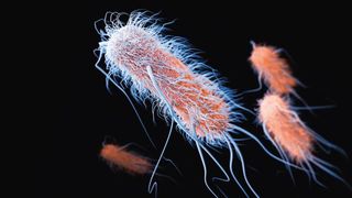 VIDEO | O bacterie periculoasa, pentru care nu s-a gasit inca tratament, ar putea aparea in tara noastra.