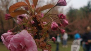 Japonia din buricul Bucurestiului! Cele mai liniștitoare imagini ale primăverii! VIDEO