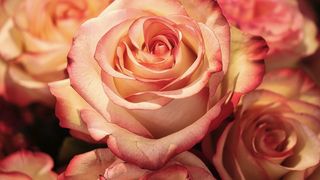 Afacerile cu flori devin din ce &icirc;n ce mai profitabile!