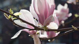 VIDEO | Florile ofera un spectacol parfumat la Oradea in aceasta perioada. Magnoliile au inflorit si creeaza un peisaj feeric.