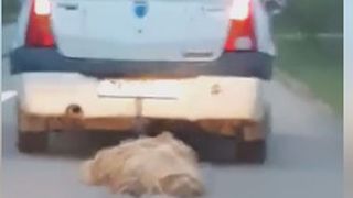 Imagini revoltătoare! Un șofer din Timiș, filmat &icirc;n timp ce t&acirc;răște cu mașina o oaie! "Așa ceva e de netolerat!"