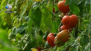 VIDEO | Primele rosii romanesti, deja in piete. La ce preturi se vand