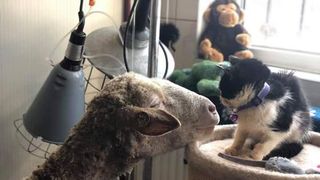 VIDEO | După intervenții chirurgicale dificile, un motan și o oaie au devenit cei mai buni prieteni