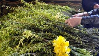 VIDEO | O tara intreaga a prins viata, astazi, in duminica Floriilor, de la ramurile verzi de salcie sfintite si impartite credinciosilor