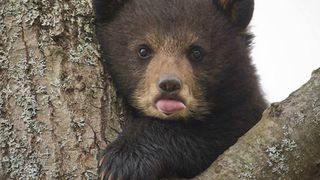 VIDEO. Pui de urs, eliberat din lat dupa un apel la 112