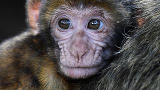 VIDEO | Traficul cu maimute in Romania. Ce risca proprietarii acestora