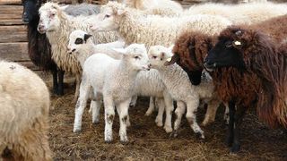 VIDEO | Mieii, sacrificati dupa traditie, nu dupa legi